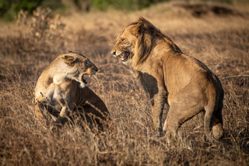 Lions snarl at each other after mating
