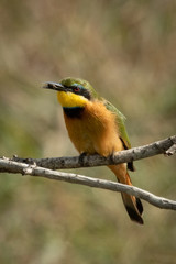 Little bee-eater carrying insect perches on branch