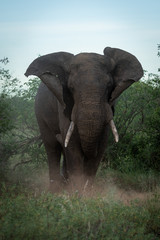Male African bush elephant flaps its ears