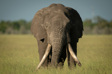 Obraz na płótnie Canvas Male African bush elephant stands facing camera