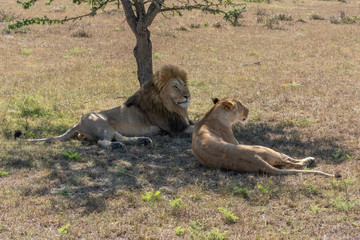 Male and female lions lie under tree