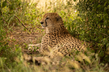 Male cheetah lies in shade of bush