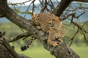 Fototapeta na wymiar Male cheetah lies in tree looking left