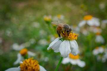 bee on flower