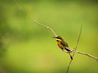 Little bee-eater