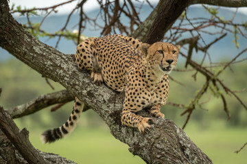 Male cheetah lies in tree looking right