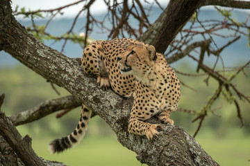 Fototapeta na wymiar Male cheetah lies in tree looking up