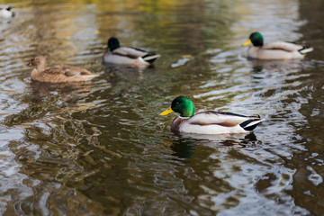 couples of ducks swimming at a pond on winter in Spain