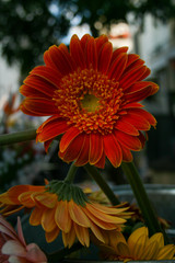 Madeira Island Flower power visit madeira