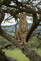 Obraz na płótnie Canvas Male cheetah sits in tree facing camera