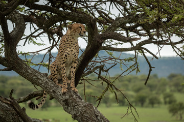 Naklejka na ściany i meble Male cheetah sits in acacia looking right