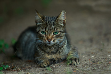 Fototapeta premium Cat is sitting in street