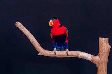 Lorius lory posing for photos with black background.