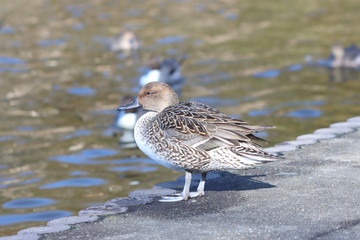 カモ　栃木県真岡市　井頭公園