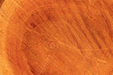 Naklejka premium Tree trunk after being cut. Wood texture and background. Gangue backdrop.
