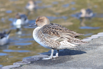 カモ　栃木県真岡市　井頭公園