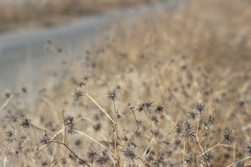 ひっつき虫