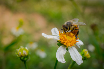 bee on flower