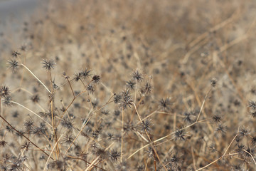 Fototapeta premium ひっつき虫