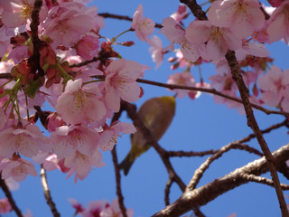 桜 うぐいす 写真