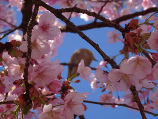 桜 うぐいす 写真