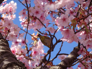 桜 うぐいす 写真