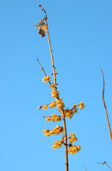 蠟梅　栃木県茂木町　城山公園