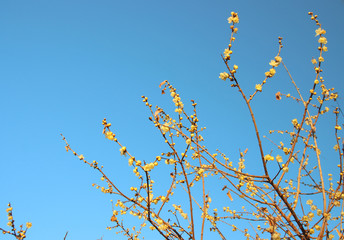 蠟梅　栃木県茂木町　城山公園