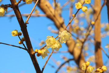 蠟梅　栃木県茂木町　城山公園