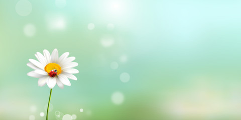 modern and minimalist  daisies with ladybug spring time fresh background