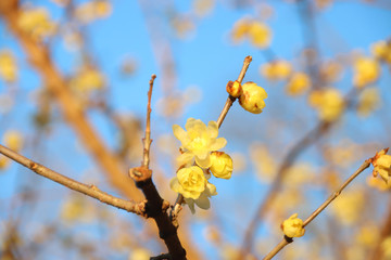 蠟梅　栃木県茂木町　城山公園