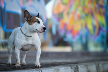 Minature bull terrier dog with colorful background