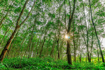 Fototapeta na wymiar Plantation latex rubber or para rubber tree or tree rubber southern Thailand