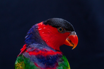 Lorius lory posing for photos with black background.