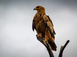 bird of prey