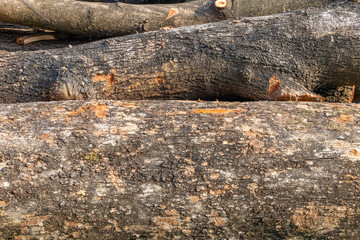 Tree trunk outer surface texture