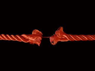 The torn rope is about to break, a black background. The rope is held on one thread. Concept: life...