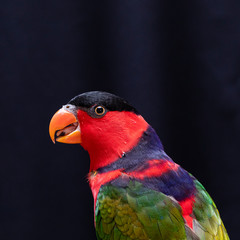 Lorius lory posing for photos with black background.