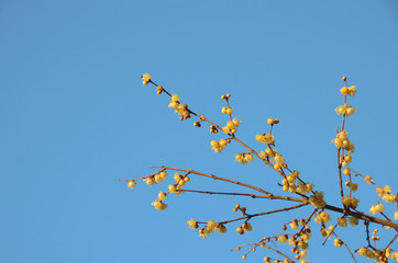 蠟梅　栃木県茂木町　城山公園