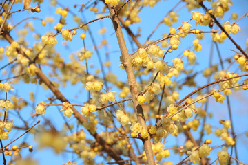 蠟梅　栃木県茂木町　城山公園