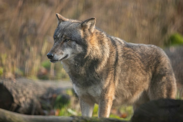 Naklejka na ściany i meble Scary dark gray wolf (Canis lupus)