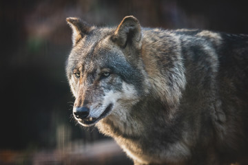  Scary dark gray wolf (Canis lupus)