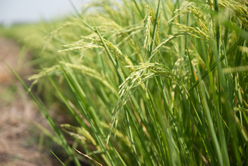 Thai jasmine rice, Thai jasmine rice, Thai jasmine rice farm, Thai jasmine rice background