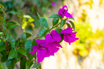 Purple flowers. Structure of plant. Nature background. Mexico.