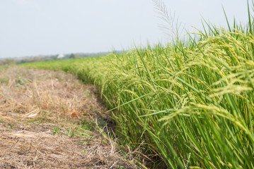 Thai jasmine rice, Thai jasmine rice, Thai jasmine rice farm, Thai jasmine rice background