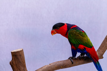 Lorry parrot lory (Lorius lory) on wooden perch with white background.