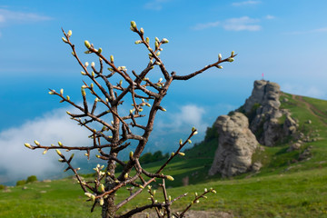 New leaves sprouting on a branch. Spring in Crimea.