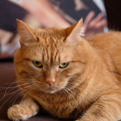 Close up photo of red cat with yellow eyes looking straight towards camera