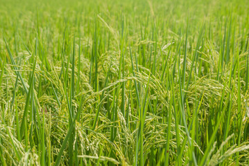 Thai jasmine rice, Thai jasmine rice, Thai jasmine rice farm, Thai jasmine rice background