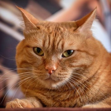 Close up photo of red cat with yellow eyes looking straight towards camera